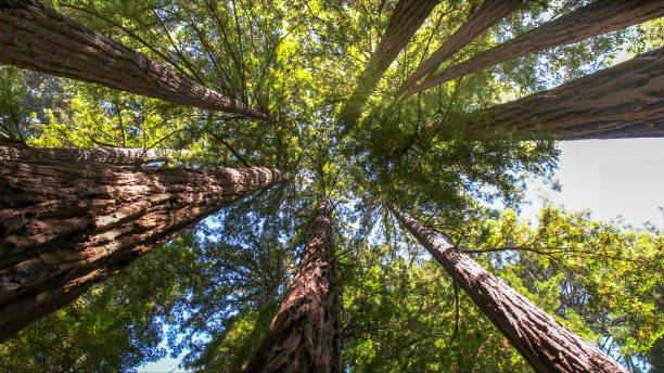 Best Tree Trimming Near Me  in USA